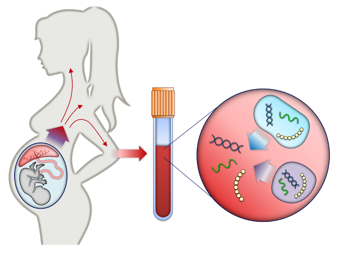 prenatal diagnostic essay