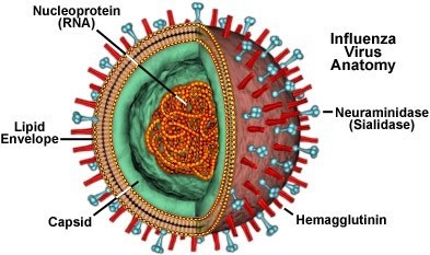 UNDERSTANDING THE FLU PANEL TESTING